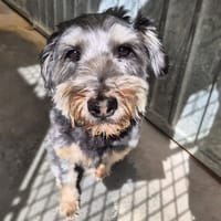 DROOPY, chien à adopter