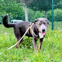 Azur, chien à adopter