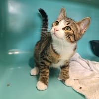 MOKA, chat à adopter