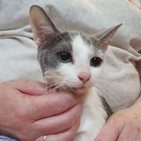 MIDGE, chatte à adopter