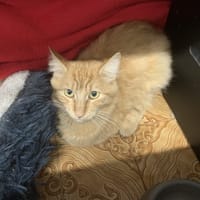 Persil, chat à adopter