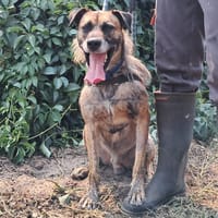 Ucky, chien à adopter