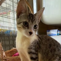 RALF (réservé), chat à adopter