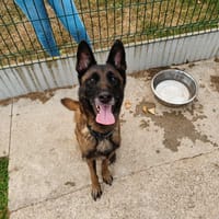 PEPITA QCN, chienne à adopter