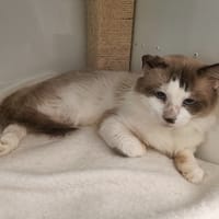 FREDY, chat à adopter