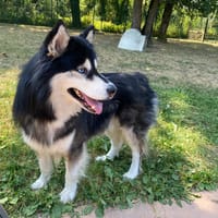 LOCKY PAA22965, chien à adopter