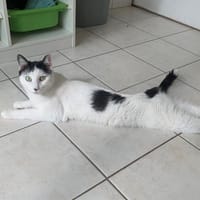 Tino, chat à adopter