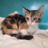 Appy (réservée), chatte à adopter