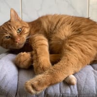 Fonzy, chat à adopter