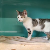 SISSI, chatte à adopter