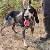 PARIS, chienne à adopter