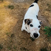 ANTHELIOS QCN, chien à adopter