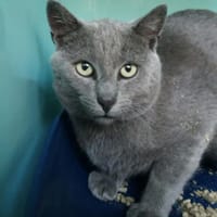 Primo, chat à adopter