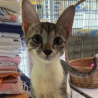 RAVEN (RESERVE), chatte à adopter