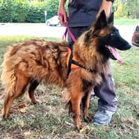 PAGE, chienne à adopter