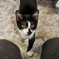 Chick Hicks, chat à adopter