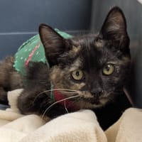 Miska [Chaton], chatte à adopter