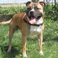 SWING, chien à adopter