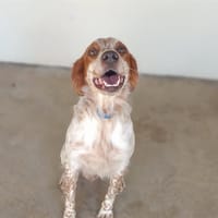 Douki, chien à adopter