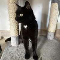 Mina, chatte à adopter