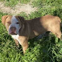 TYSON, chien à adopter