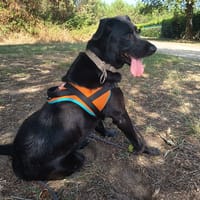 Baltazar, chien à adopter
