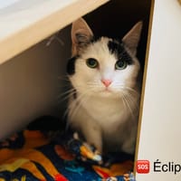 Eclipse, chatte à adopter