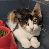 Fiby [Chaton], chatte à adopter