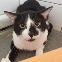 SCUTIGERE, chat à adopter