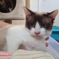 BOURDON, chat à adopter