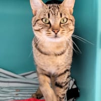 Petitchat, chat à adopter
