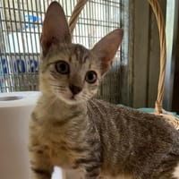 ROMEO (réservé), chat à adopter