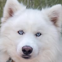 CROC BLANC dit GEORGES, chien à adopter