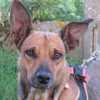 PERRET, chienne à adopter