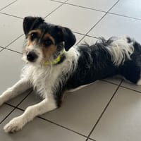 WOOSKI, chien à adopter