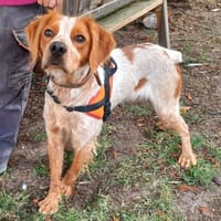 ACCRO, chien à adopter