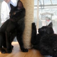 Malcolm, chat à adopter