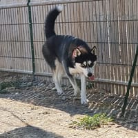 Vénus, chienne à adopter