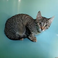 SIGGY, chatte à adopter