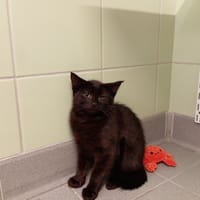 TWIST, chat à adopter