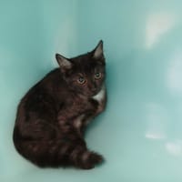 SMOOTHIE, chatte à adopter