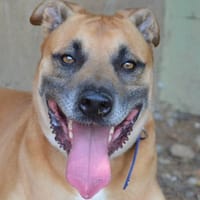 JUNIOR CHAO, chien à adopter