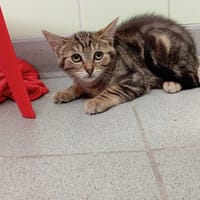 SAXO, chat à adopter