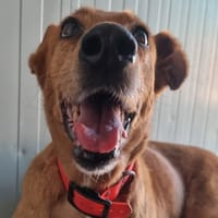 Canaille, chienne à adopter