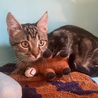 ROBIN, chat à adopter