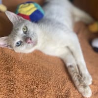 KIM, chatte à adopter