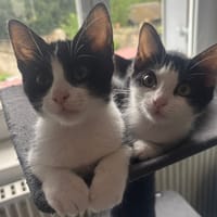 Alaska PAB27726 en duo avec Améthyste PAB27727, chatte à adopter