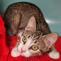 TITUS, chat à adopter