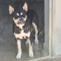 Max, chien à adopter