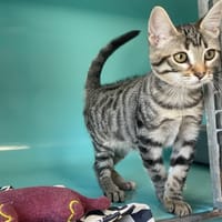PERLE, chatte à adopter